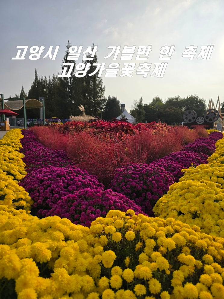  고양시 일산 가볼만 한 가을 축제 고양가을꽃축제 후기