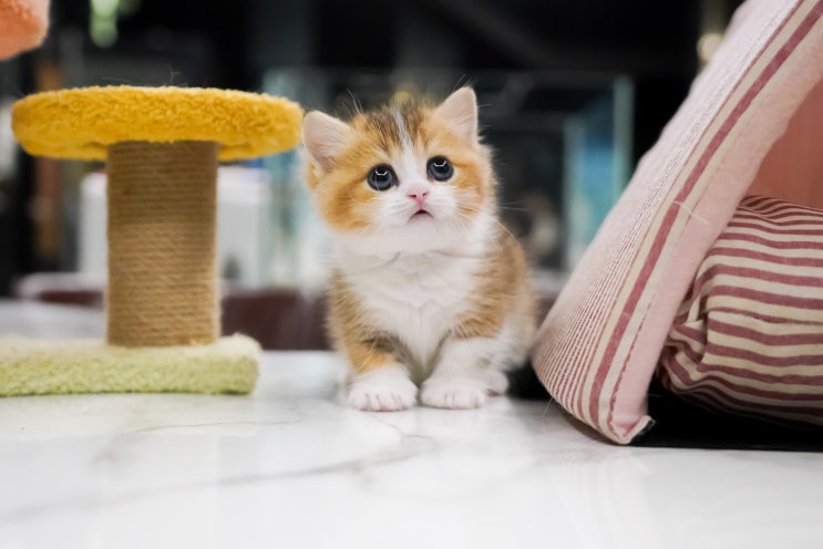  고양이 파양 비용 및 준비물