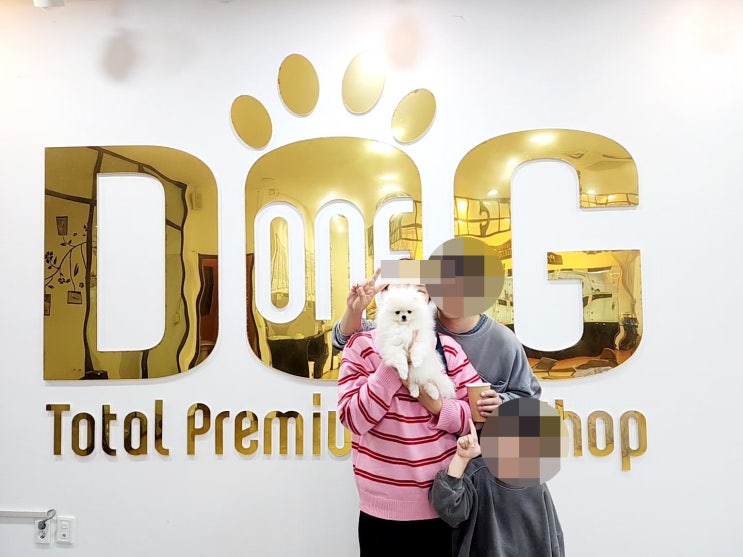  세종시 강아지 분양, 원독 애견샵 세종 포메라니안 분양 명소! 세종시에서 믿고 찾는 원독 애견샵 추천