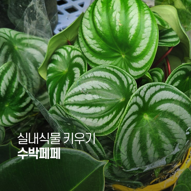  수박페페 키우기 귀여운 수박 무늬를 가진 작은 식물