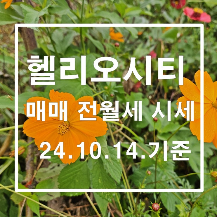  멈추지 않는 헬리오시티의 매매 전월세 시세 24년10월15일 기준