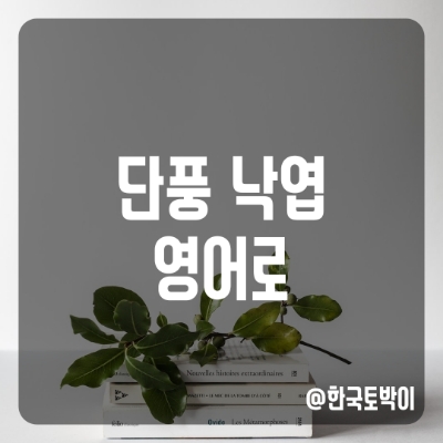  단풍 낙엽 영어로 (autumn/fallen leaves)