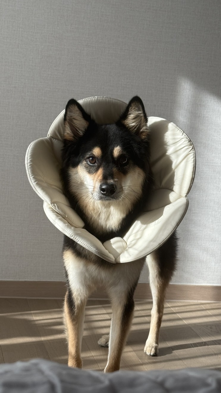 쬬둥이투척