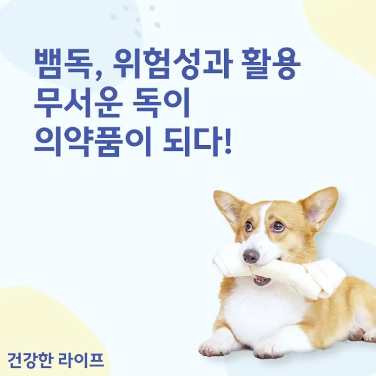  뱀독, 위험성과 활용, 무서운 독이 의약품이 되다!