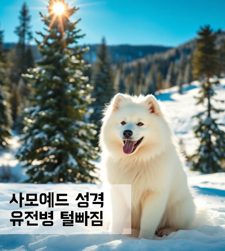  사모예드 성격 특징 유전병 털빠짐