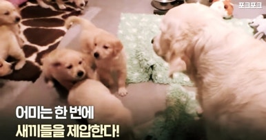  대형견 주의, 래브라도 리트리버 ≠ 골든 리트리버