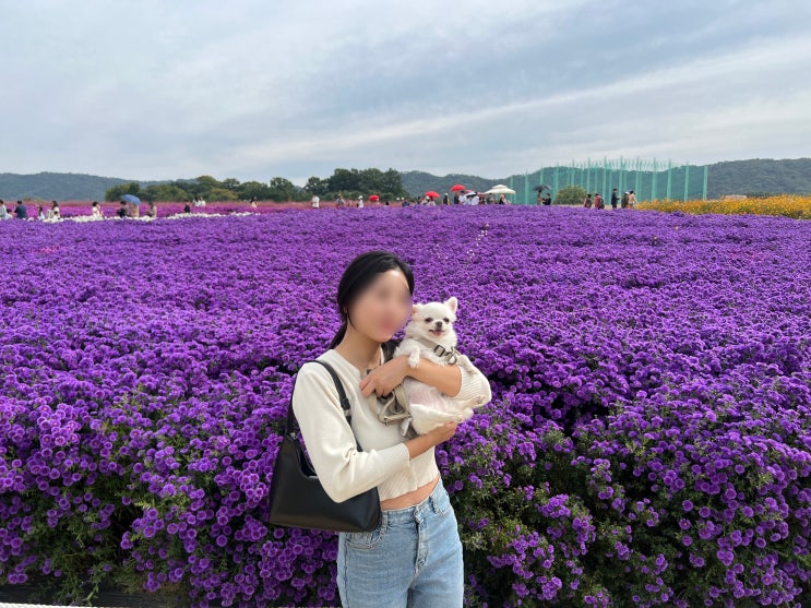  양주 나리공원 강아지 애견동반 후기 (주차, 입장권, 핑크뮬리, 해바라기, 천일홍, 댑싸리)