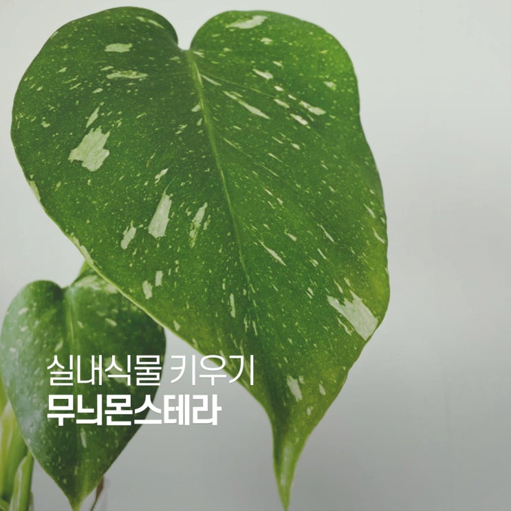  무늬몬스테라 키우기 (타이 컨스틸레이션)