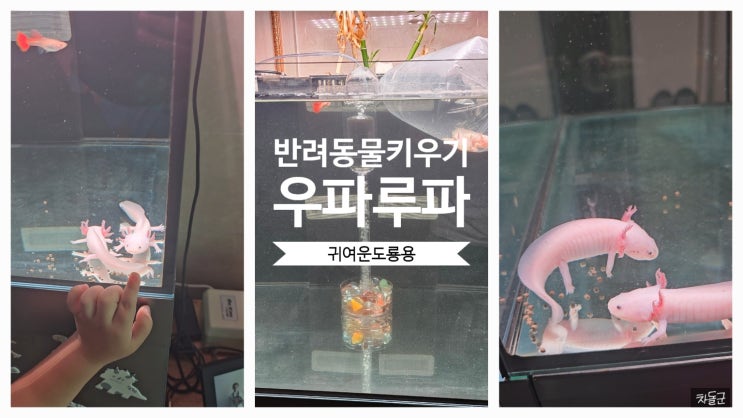  우파루파 (아홀로틀) 키우기 먹이 수명 사육환경