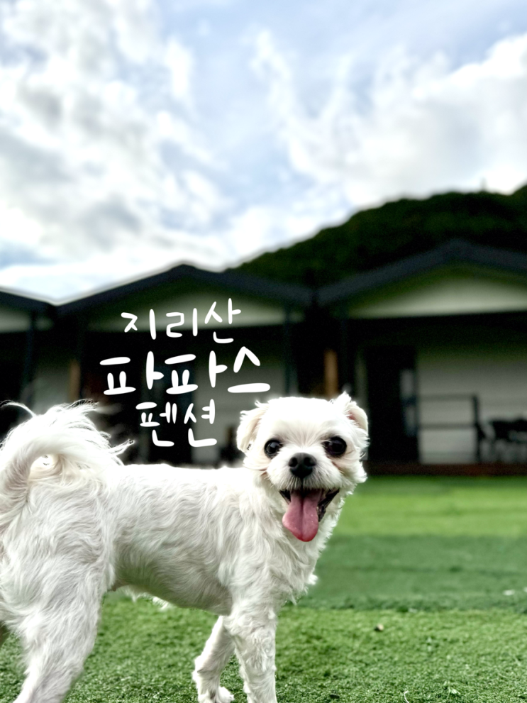  전남 구례 애견동반 펜션, 하동 화개장터 4분거리 파파스펜션 추천!