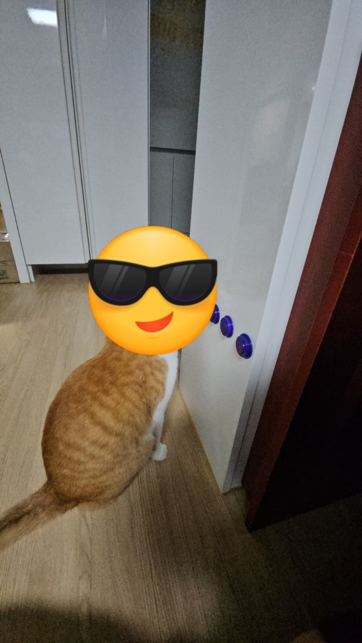  울 냥이씨