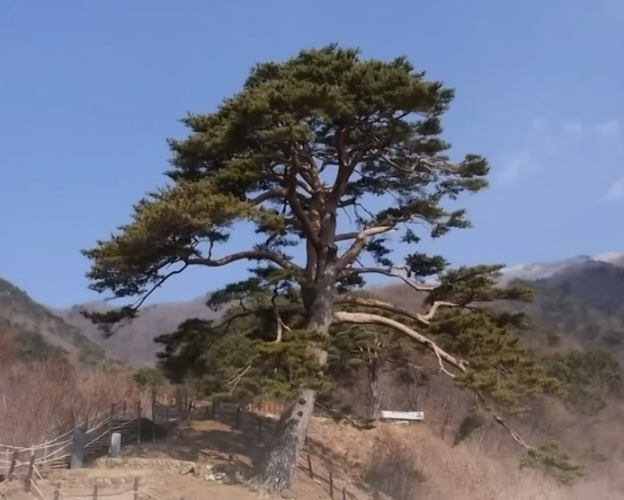  사진에 담긴 진실... 이대로 두면 대한민국 끝난다 " 소나무재선충 퇴치할 의지 있나... 의문스러운 산림청의 행보"