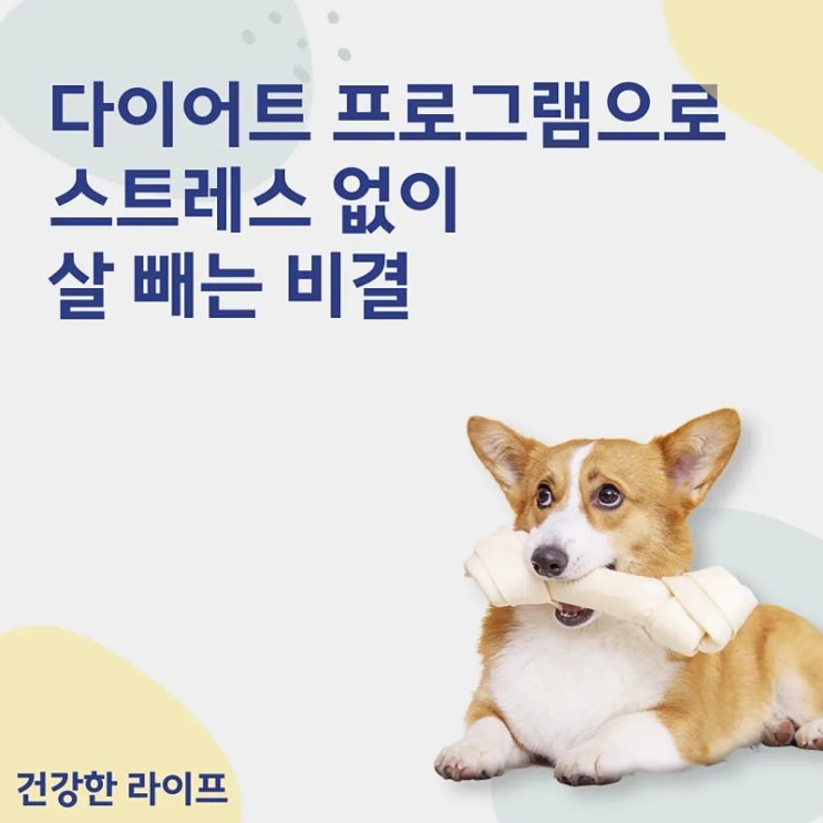  다이어트 프로그램으로 스트레스 없이 살 빼는 비결