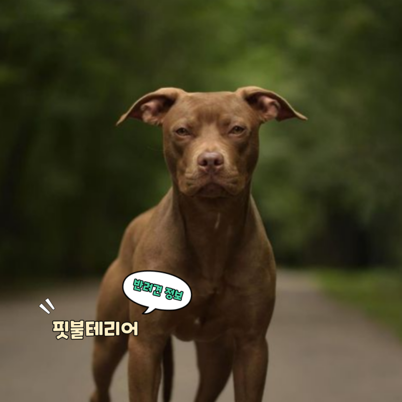 핏불테리어 분양 전 꼭 알아야 할 기본 정보에 대해서
