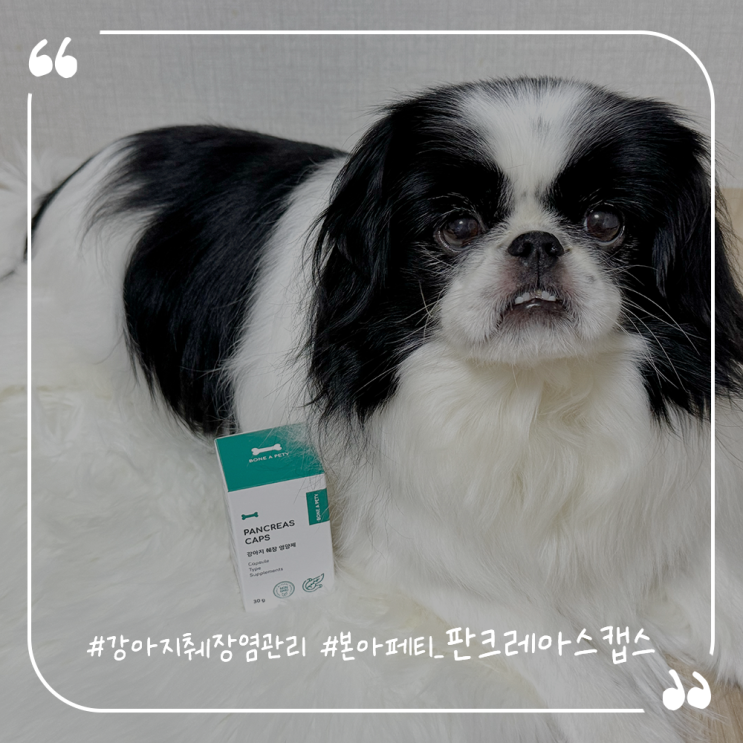  강아지췌장염관리 강아지소화불량영양제 본아페티 판크레아스캡스