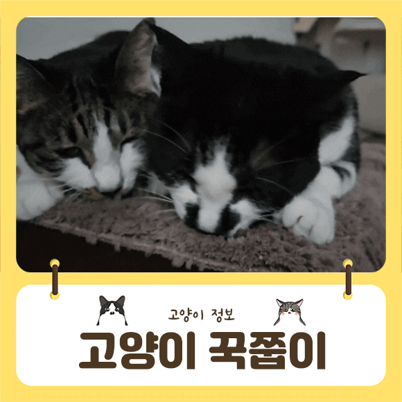  고양이꾹꾹이 쭙쭙이 꾹쭙이 이유와 대처방안