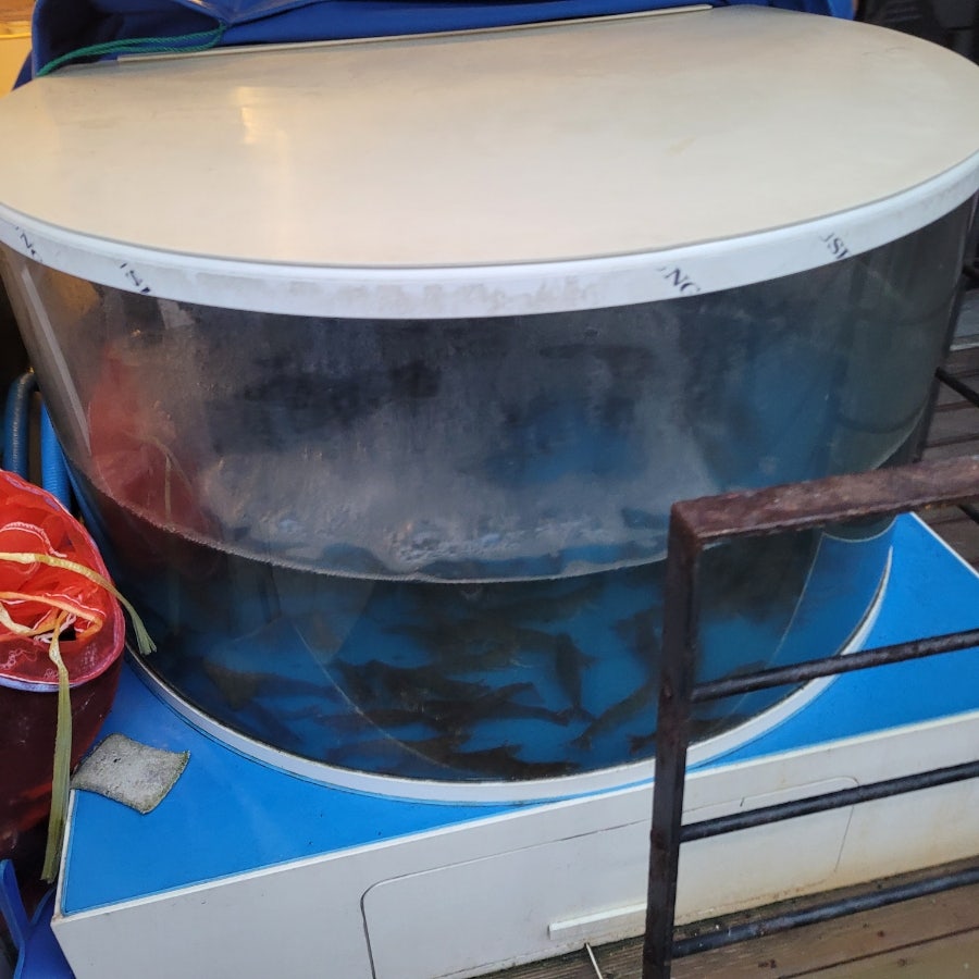 물반고기반 사진 4