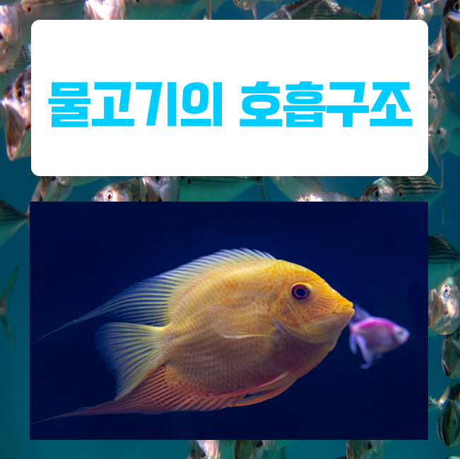  물고기 호흡, 물속에서 어떻게 숨을 쉴까? 그 비밀은?