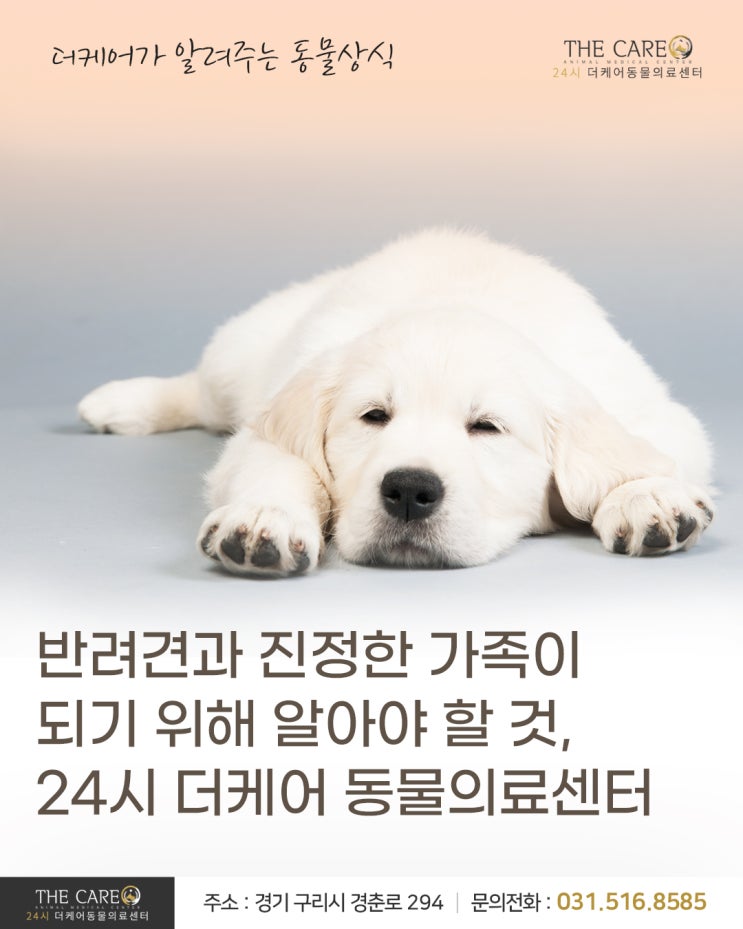  [24시더케어동물의료센터] 반려견과 진정한 가족이 되기 위해 알아야 할 것, 24시 더케어 동물의료센터