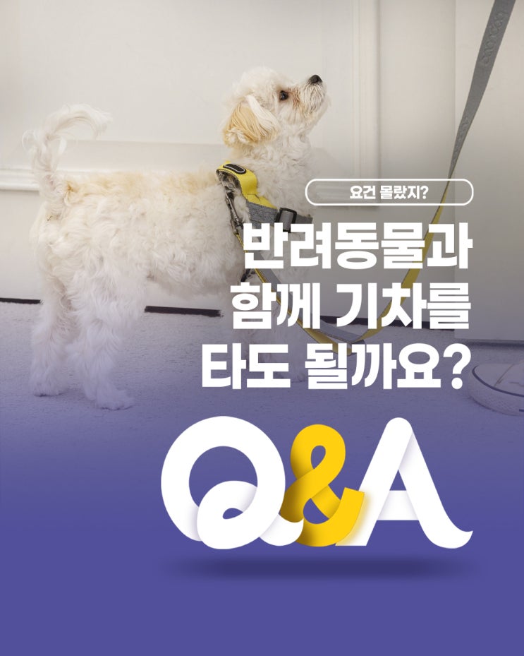  [더케어 Q&A] 반려동물과 함께 기차를 타도 될까요?