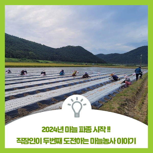  2024년 첫번째 1600평 마늘파종 시작