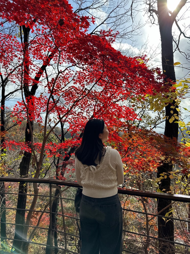  11월 경기 광주 화담숲 | 예약, 단풍, 모노레일, 번지없는주막, 스탬프 기념품, 코페아플래그쉽스토어