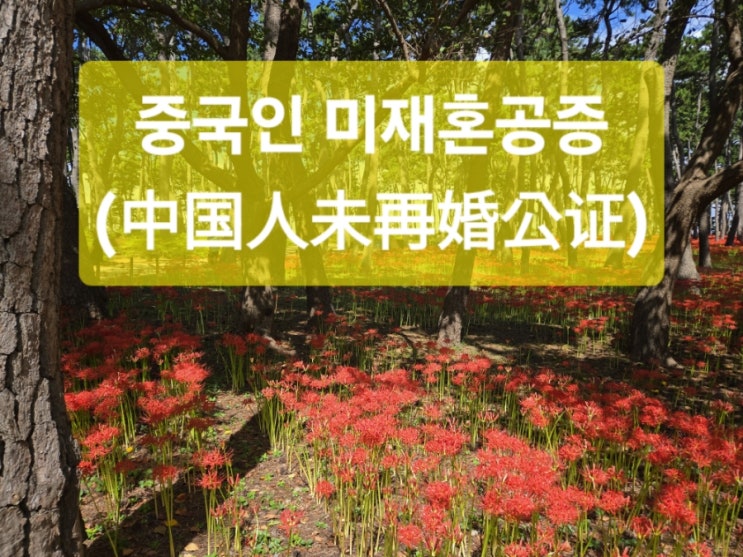  중국 미재혼 공증(未再婚公证)