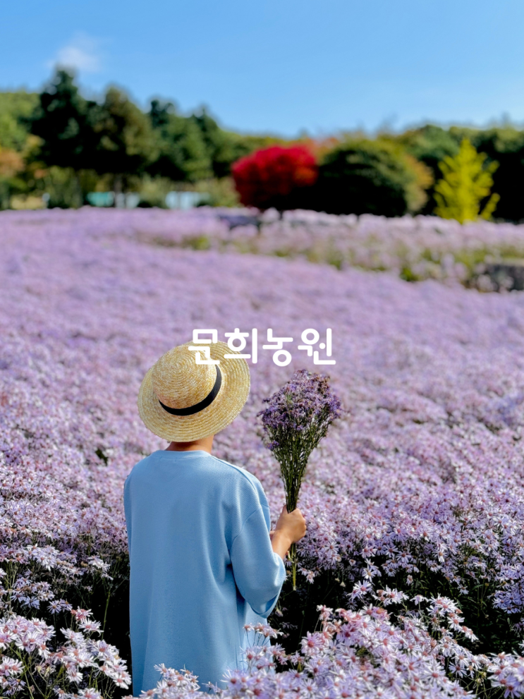  문경 문희농원 개미취 축제 가을 국내여행 추천