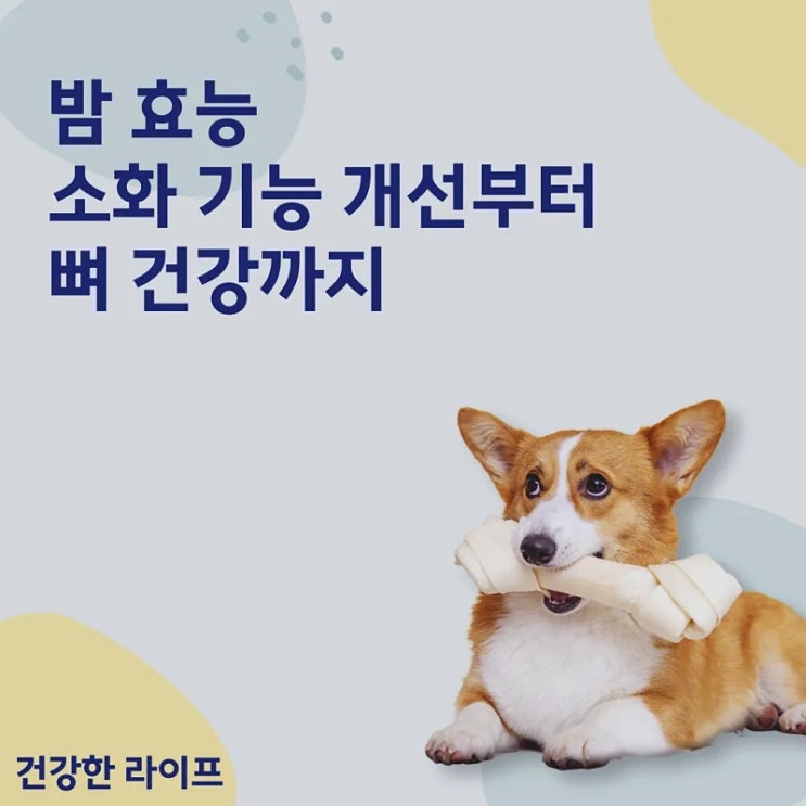  밤 효능, 소화 기능 개선부터 뼈 건강까지