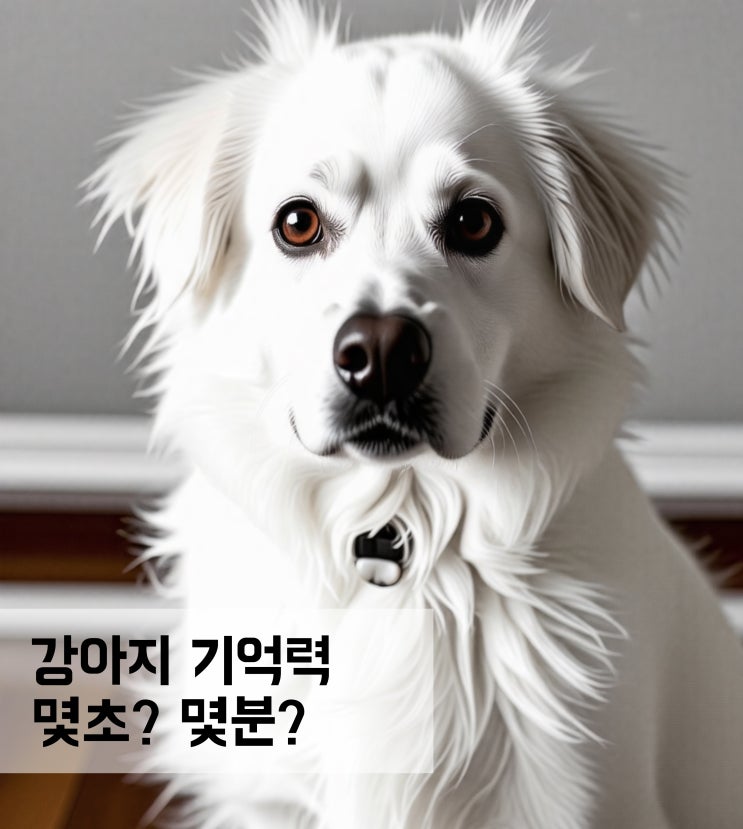 강아지 기억력 몇초? 몇분? 얼마나 기억할까