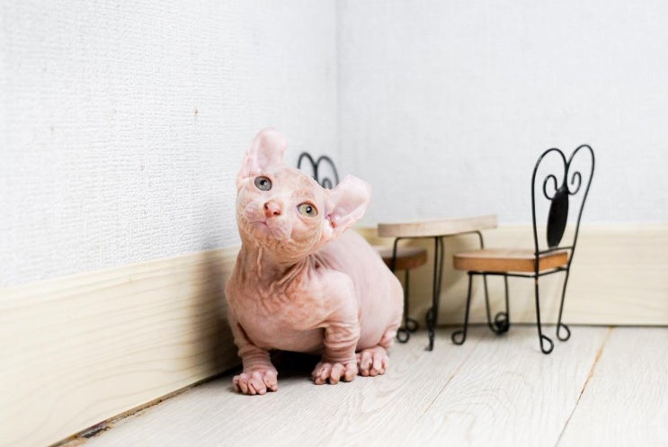  고양이 헤드번팅 이유