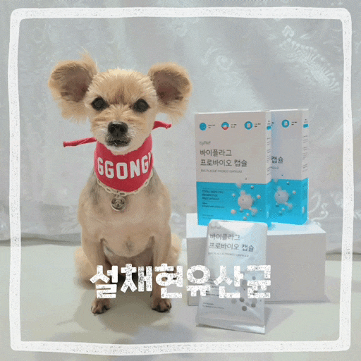  강아지 입냄새 제거 유산균 추천 고양이 구내염 예방 영양제 설채현유산균