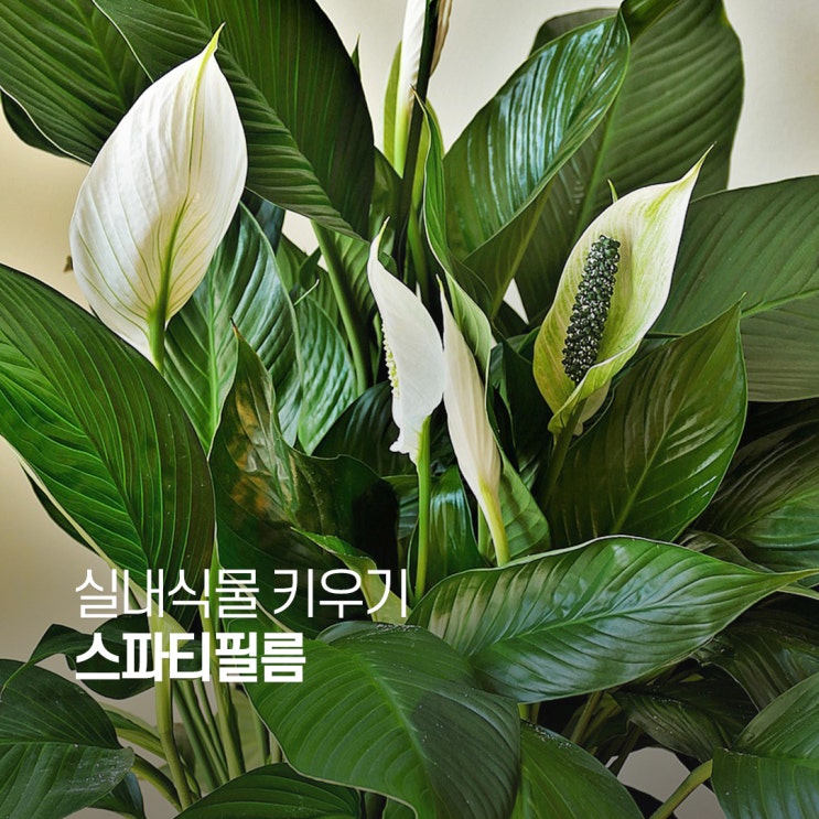  스파티필름 키우기 집안을 푸르게 물들이는 공기정화 식물
