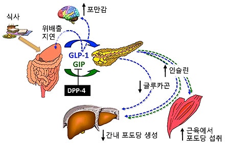 glp-1 기전 인크레틴