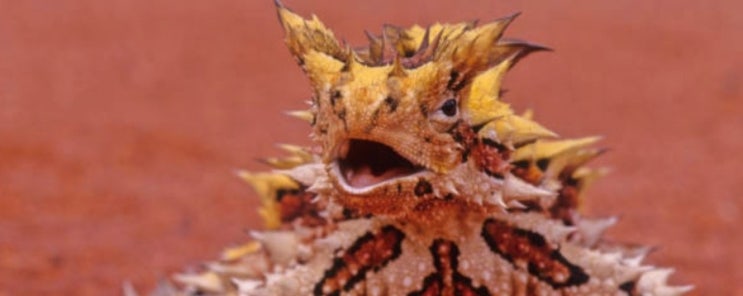 도깨비 도마뱀(Thorny devil), 무시무시한 생김새의 특이한 도마뱀