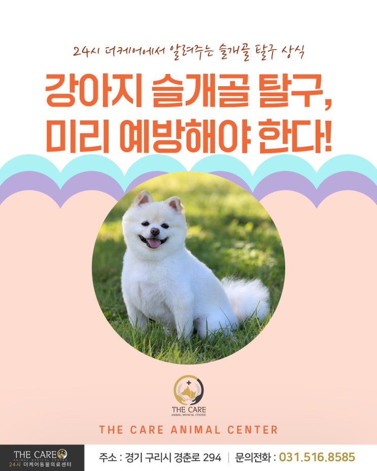  [24시더케어동물의료센터] 강아지 슬개골 탈구, 미리 예방해야 한다! 24시 더케어에서 알려주는 슬개골 탈구 상식