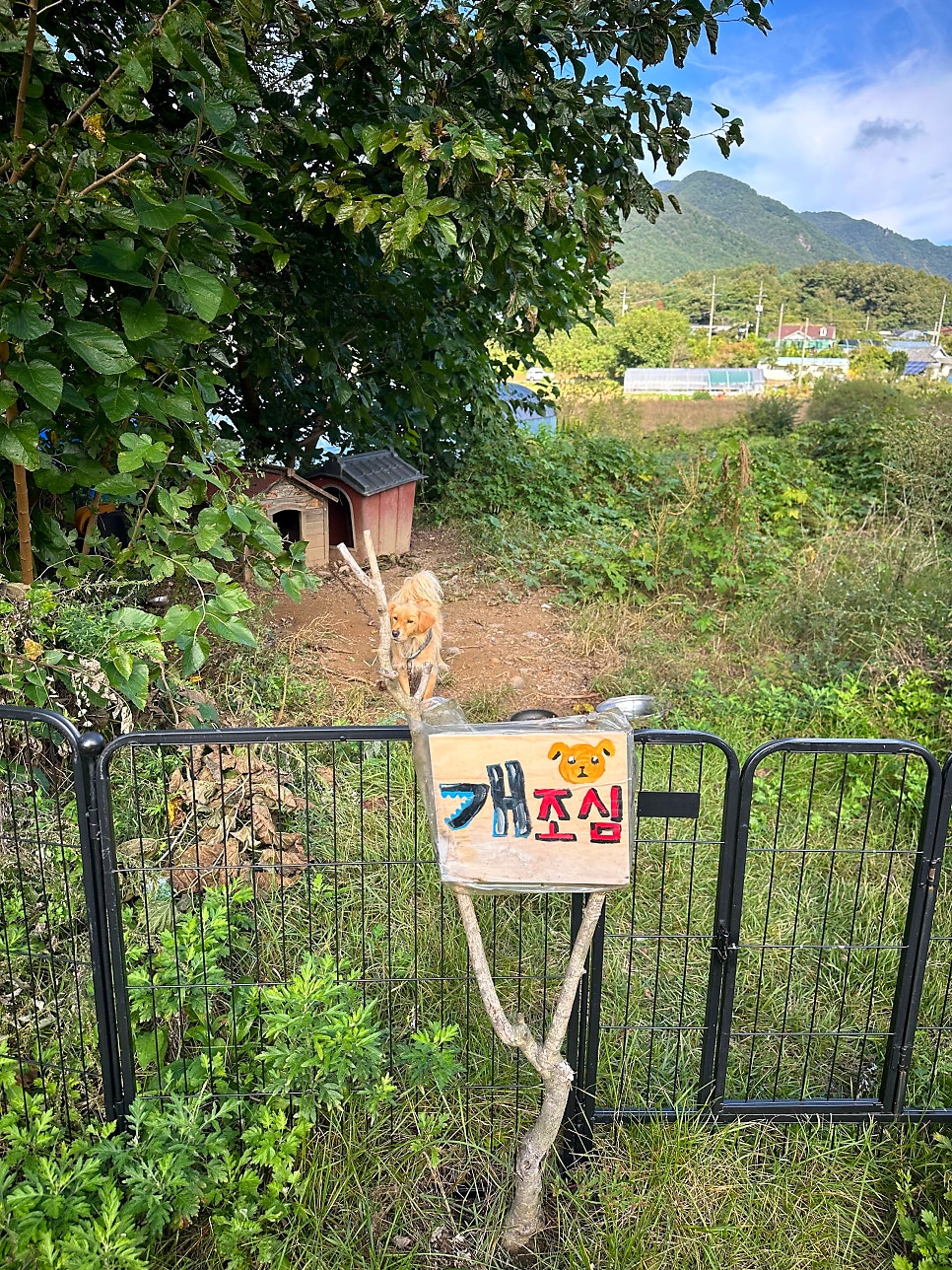 보스베이비 펜션 사진 3