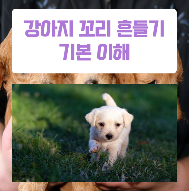  강아지가 꼬리 흔드는 이유는 기쁨만이 전부는 아니예요