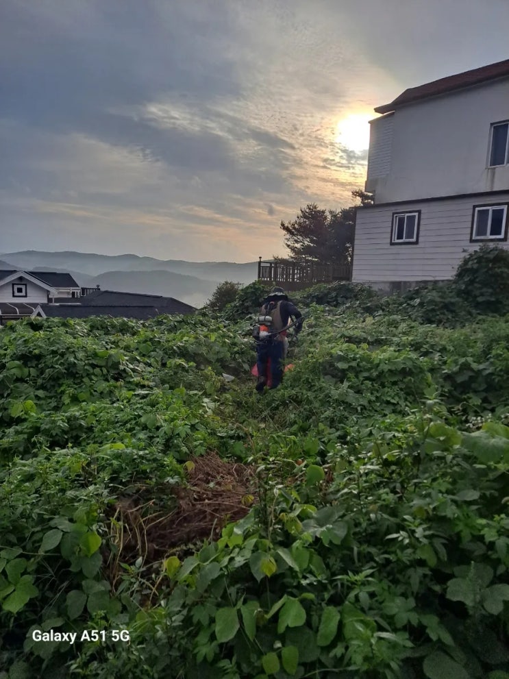  울산 울주군 범서읍 척과리 주택부지 넝쿨 민원 관련 예초제초대행("울주예초대행")
