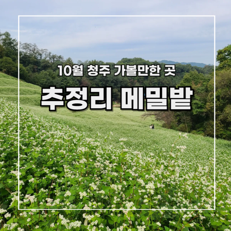  [청주 가볼 만한 곳] 추정리 메밀밭 메밀꽃 축제 _ 입장료 주차 소요시간 (24.9.28~10.27)