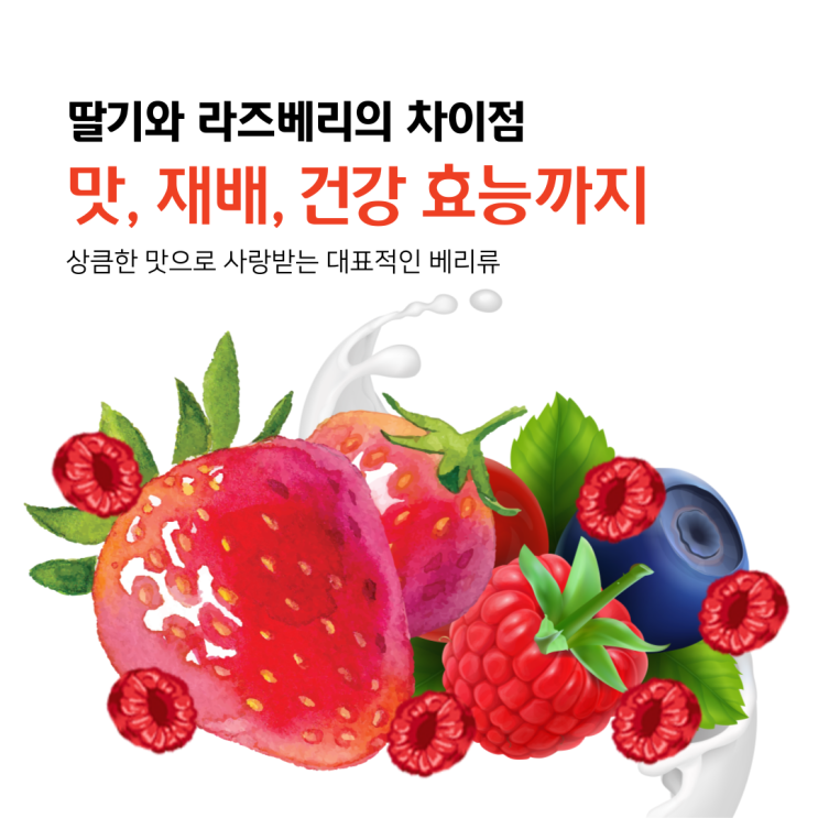  딸기와 라즈베리의 차이점, 맛, 재배, 건강 효능까지
