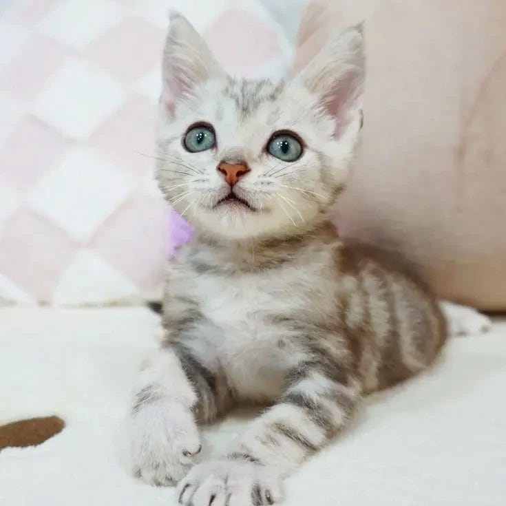  고양이에게 타우린이 꼭 필요한 이유