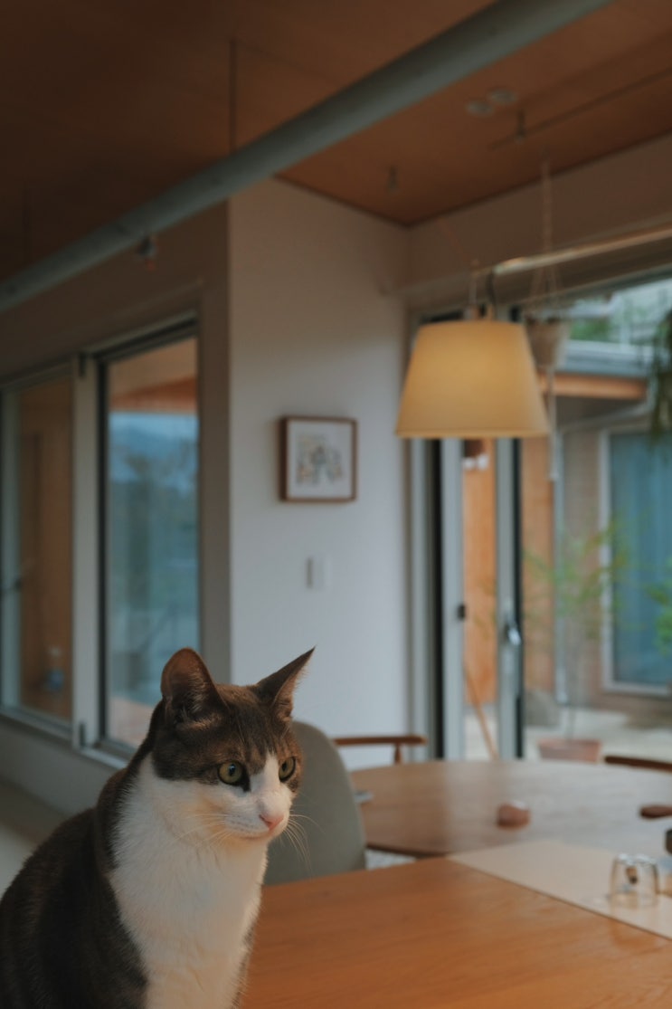  강아지에 놀란 도장이, 하악질에 놀란 집사의 별거 없는 일상.