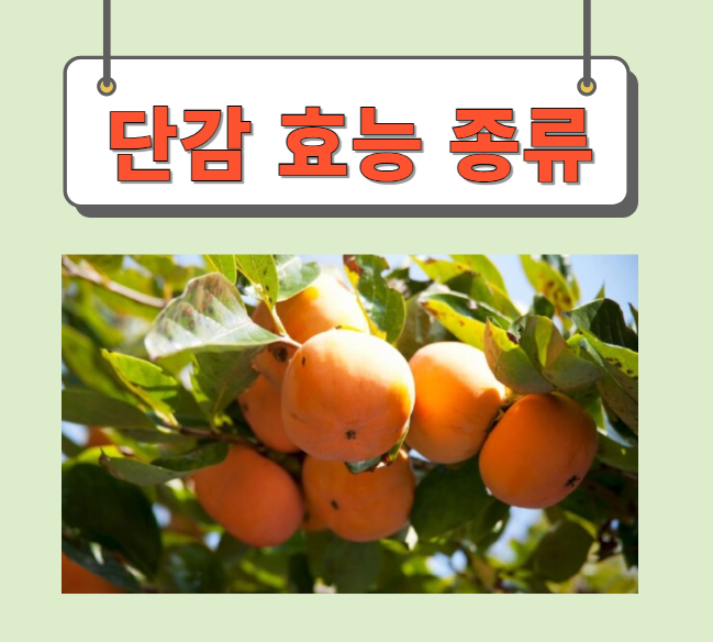  단감 효능 종류 완벽정리