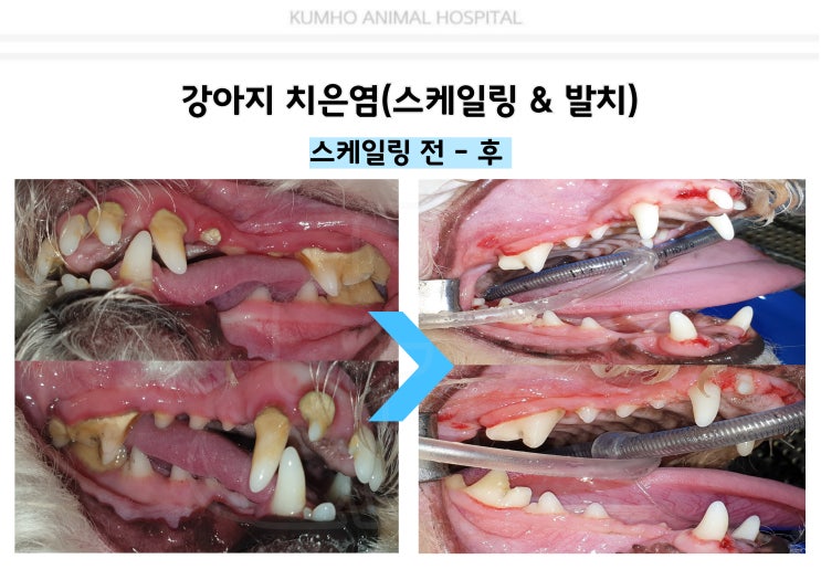  광주 강아지 치과 - 6살 강아지의 스케일링 & 발치 수술 Case [광주 치과 동물병원, 금호동 동물병원, 강아지 치은염, 강아지 스케일링, 강아지 발치]