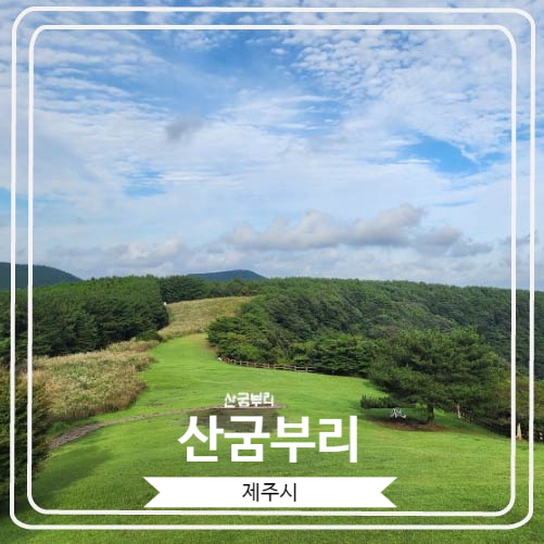  [산굼부리] 제주도 억새 명소로 유명하고 천연기념물로도 지정 된 기생화산의 분화구