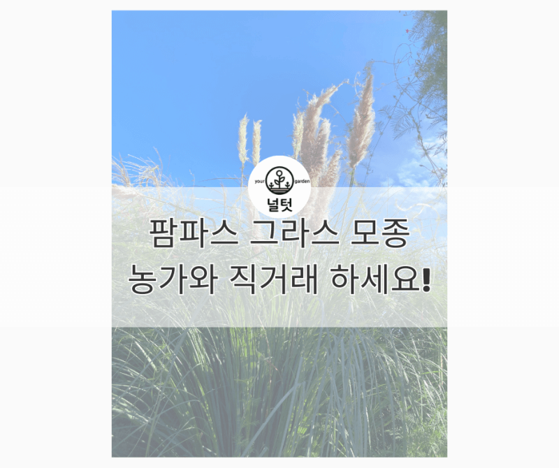 서양갈대 팜파스 그라스 모종 판매 하는 곳