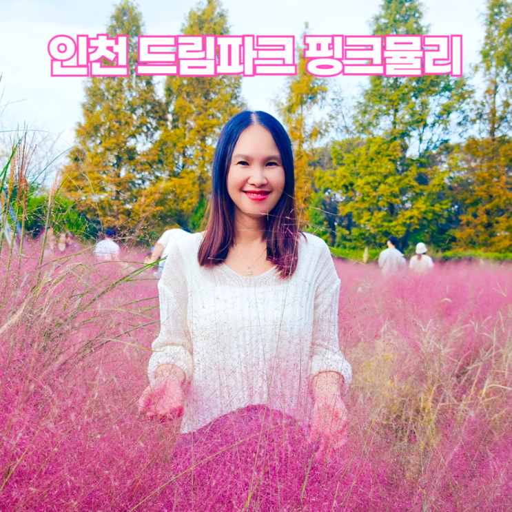 인천 드림파크 야생화단지 핑크뮬리 2024 가을 꽃구경 인천 드림파크 야생화단지 핑크뮬리 2024 가을 꽃구경