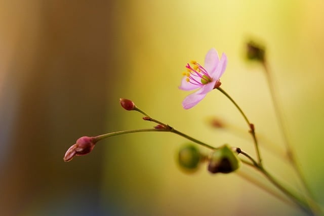 꼬망 사진 2