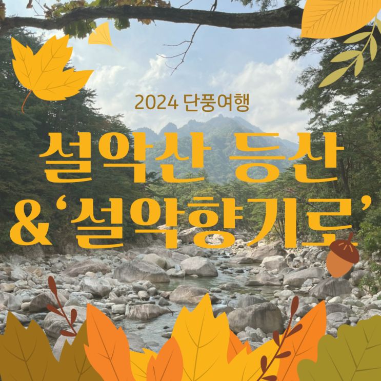  [설악산 가을 여행] 단풍과 새로운 명소 ‘설악향기로’의 매력 / 2024 단풍 여행 / 무료 주차장 위치 / 셔틀버스 탑승 장소